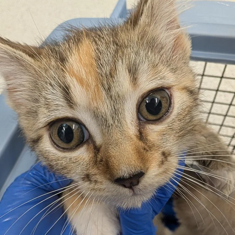 A baby small-sized female Torbie Domestic Short Hair cat named Paris for adoption in Winston Salem, NC
