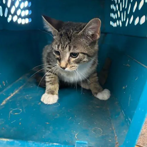 A baby small-sized male Tabby (Brown / Chocolate) Domestic Short Hair cat named Augustus for adoption in Burlington, IA