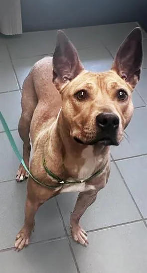 An adult medium-sized female Brown / Chocolate Mixed Breed dog named Dahlia for adoption in Nashville, TN
