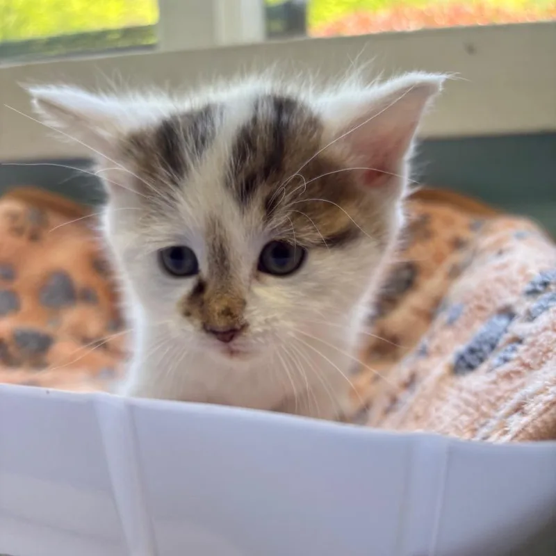A baby small-sized male White Domestic Medium Hair cat named Tumble for adoption in New Fairfield, CT