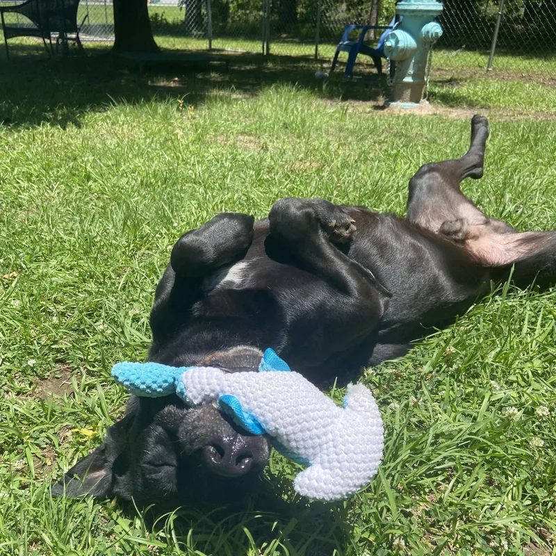 A young large-sized male Black Labrador Retriever dog named Luke for adoption in POLKTON, NC