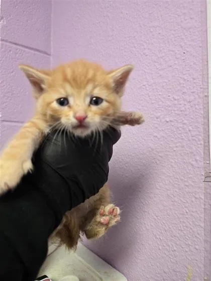 A baby small-sized male Orange / Red Domestic Short Hair cat named 60885924 for adoption in El Paso, TX