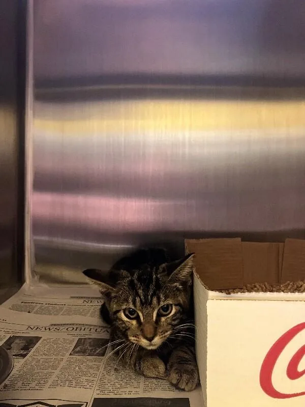 A young medium-sized male Tabby (Brown / Chocolate) Domestic Short Hair cat named Jinshi for adoption in Jackson, TN
