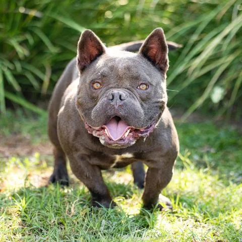 An adult medium-sized male French Bulldog dog named Frank for adoption in Camarillo, CA