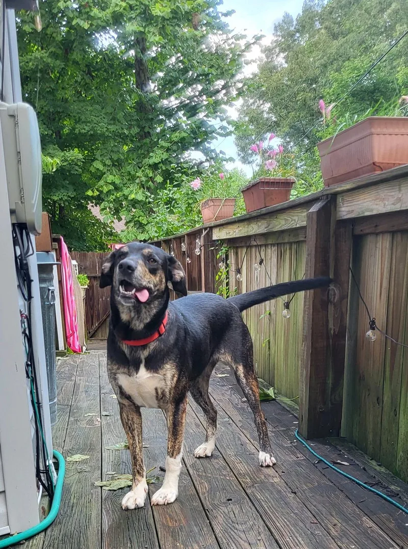 A young medium-sized female Shepherd dog named Yona...........fee Sponsored for adoption in Byrdstown, TN