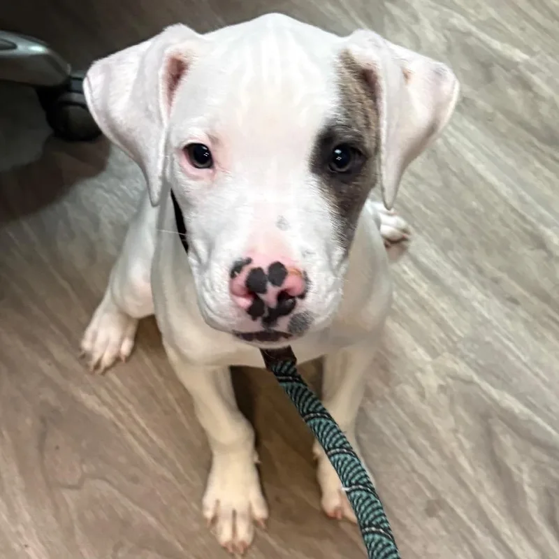 A baby small-sized male Pit Bull Terrier dog named Trigger for adoption in San Jacinto, CA