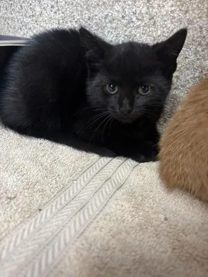 A young small-sized female Domestic Short Hair cat named Fancy for adoption in Scotia, NY