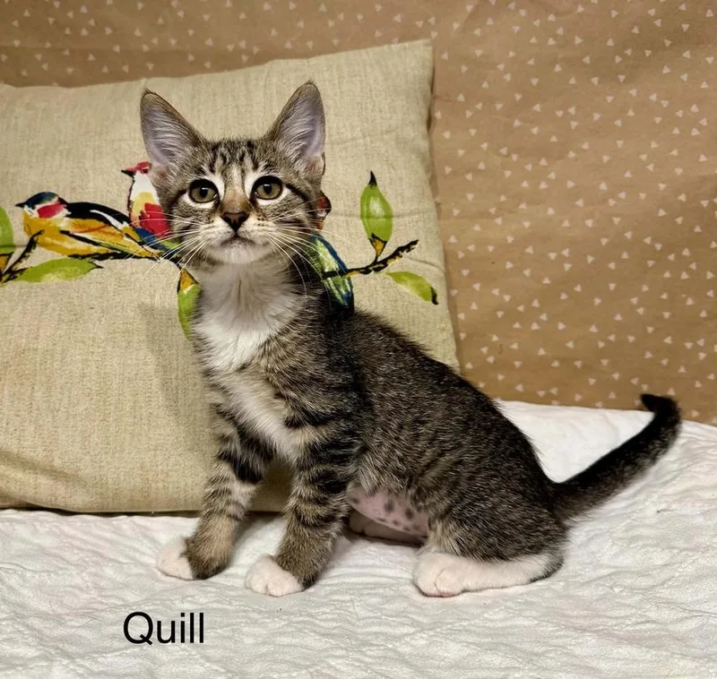 Quill thumbnail 4