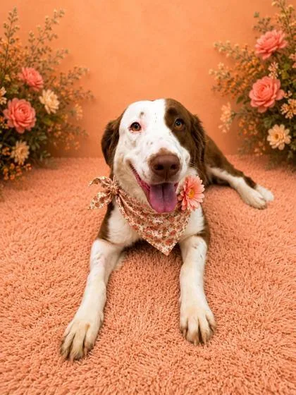 A young medium-sized female German Shorthaired Pointer dog named Lydia for adoption in Seagoville, TX