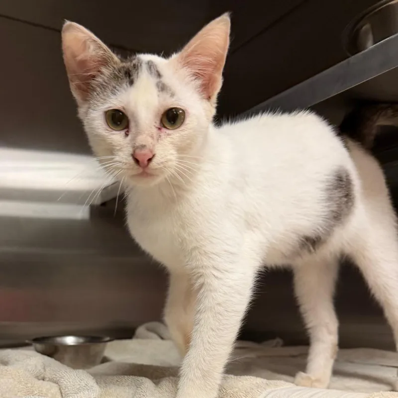A baby small-sized male Domestic Short Hair cat named Banzai for adoption in Bristol, IN
