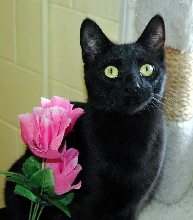 An adult medium-sized female Black Domestic Short Hair cat named Zora for adoption in Cincinnati, OH
