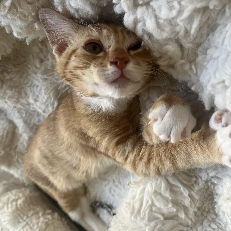 A baby small-sized male Tabby (Orange / Red) Domestic Short Hair cat named Pedrick's Produce for adoption in Davis, CA