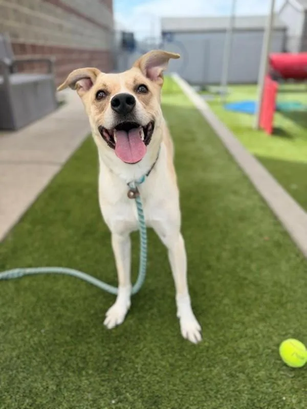 A young medium-sized male Labrador Retriever dog named Carhartt for adoption in Salt Lake City, UT