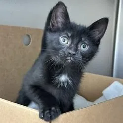 A baby small-sized female Black Domestic Short Hair cat named Caterpillar for adoption in Novelty, OH