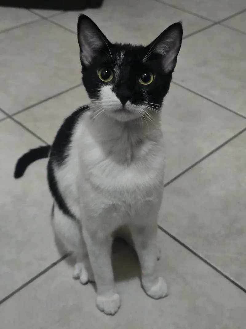 A young medium-sized female Black & White / Tuxedo Tuxedo cat named Hope for adoption in Miami, FL