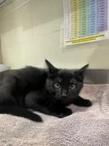 A young medium-sized female Black Domestic Short Hair cat named AyeAye for adoption in Manitowoc, WI
