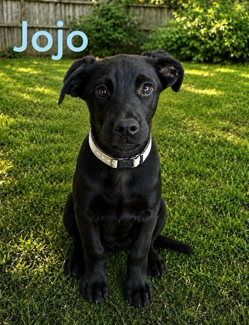 A young large-sized male Labrador Retriever dog named Jojo for adoption in Toms River, NJ