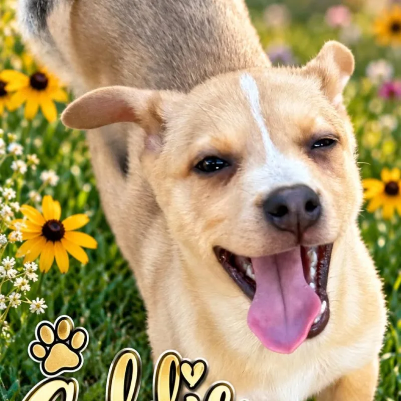A young medium-sized female White / Cream Labrador Retriever dog named Goldie for adoption in Grand Junction, CO