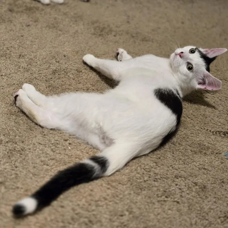 A young medium-sized male White Domestic Short Hair cat named Snowfall for adoption in Brookfield, WI