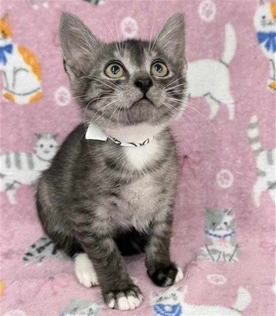 A baby small-sized male Gray / Blue / Silver Domestic Short Hair cat named Shiva for adoption in Tavares, FL