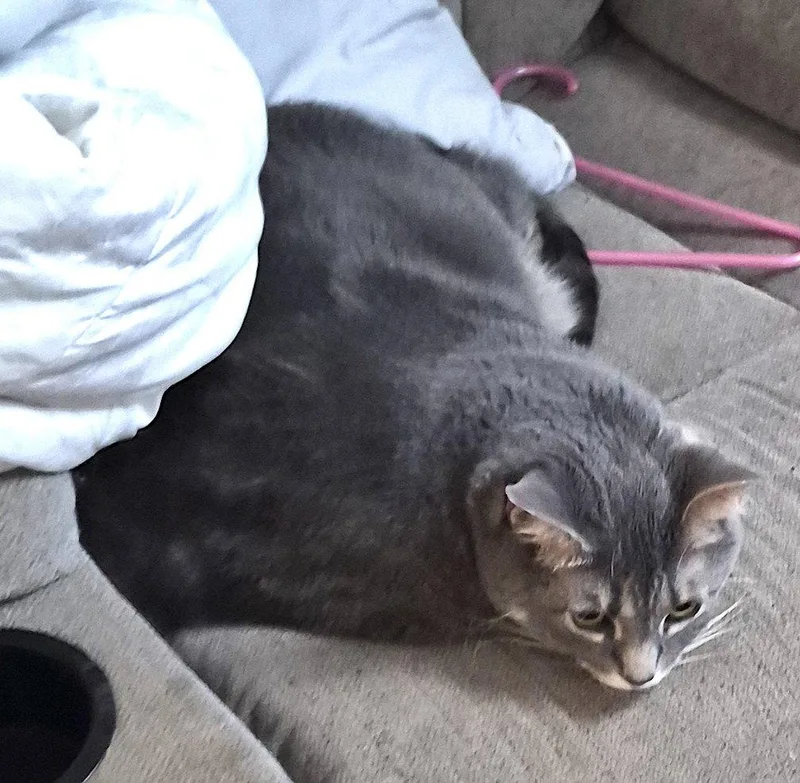 An adult extra large-sized male Domestic Short Hair cat named Gizmo for adoption in Albemarle, NC