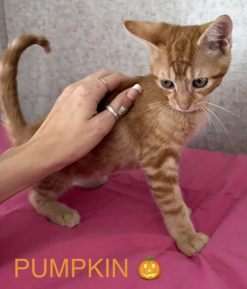 A baby medium-sized male Domestic Short Hair cat named Pumpkin for adoption in Zimmerman, MN