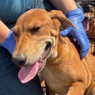 A baby small-sized male Brown / Chocolate Rhodesian Ridgeback dog named Brownie for adoption in Marshall, TX