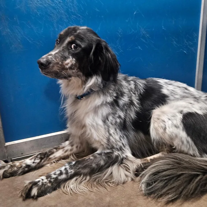 An adult small-sized male Gray / Blue / Silver Australian Shepherd dog named Manolo for adoption in Flagstaff, AZ