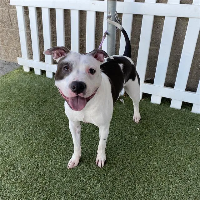 A young large-sized male Pit Bull Terrier dog named A for adoption in Modesto, CA