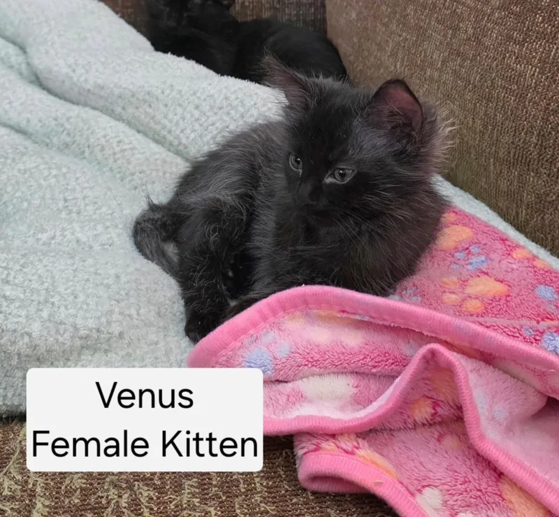 Venus