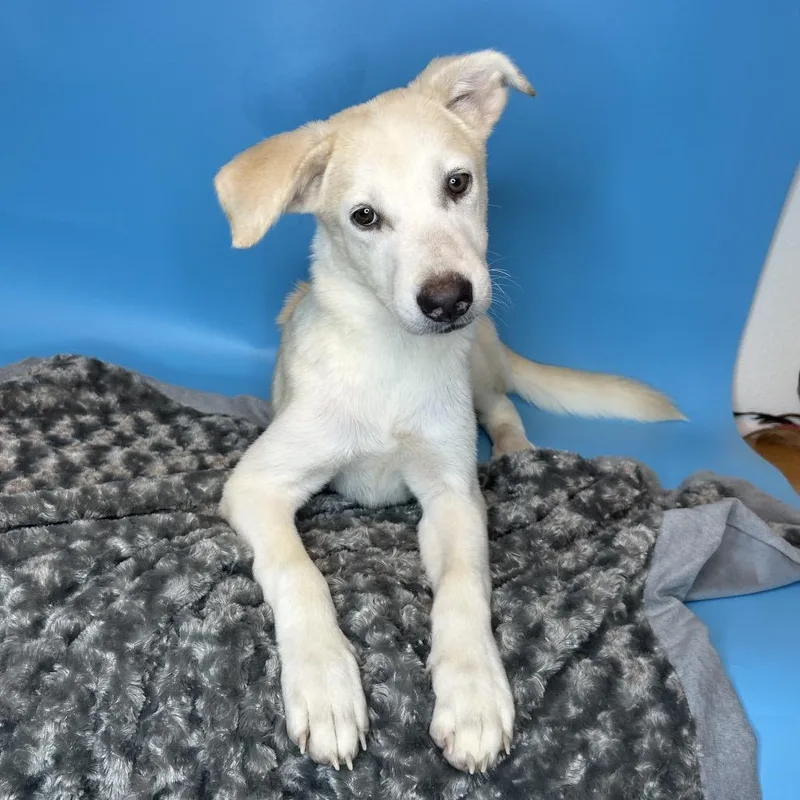A baby medium-sized male White / Cream Great Pyrenees dog named Nico for adoption in San Antonio, TX