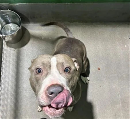 An adult large-sized male Pit Bull Terrier dog named Revel for adoption in Upper Marlboro, MD