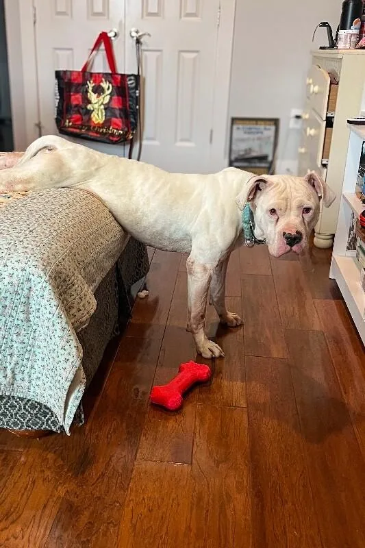 An adult large-sized male White / Cream Mixed Breed dog named Ricardo for adoption in Cincinnati, OH