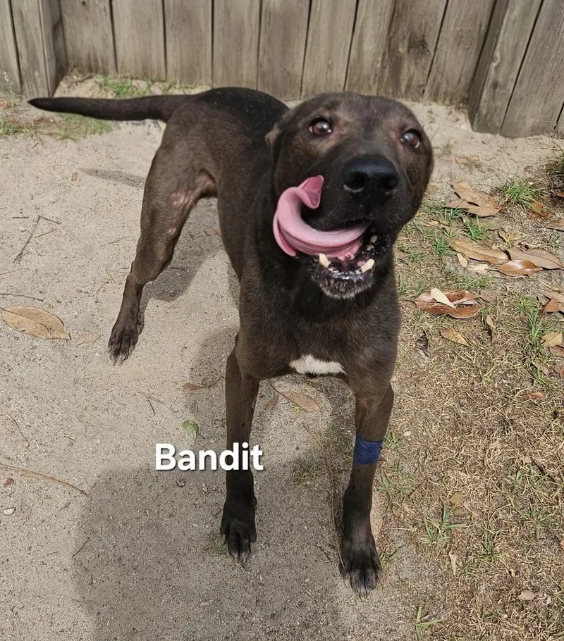 An adult medium-sized male Gray / Blue / Silver Labrador Retriever dog named Bandit for adoption in Clinton, ME