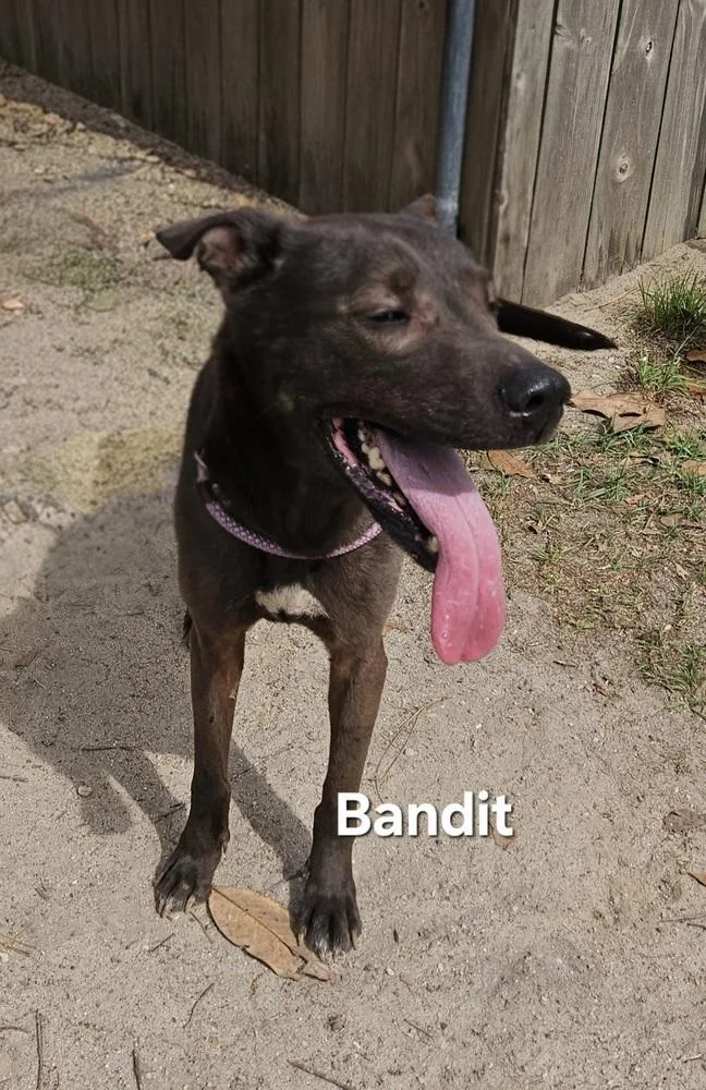 Bandit thumbnail 2