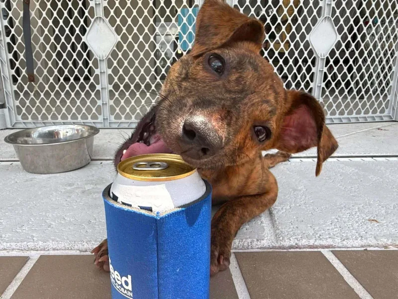 A baby medium-sized female Mixed Breed dog named Squid for adoption in Germantown, OH