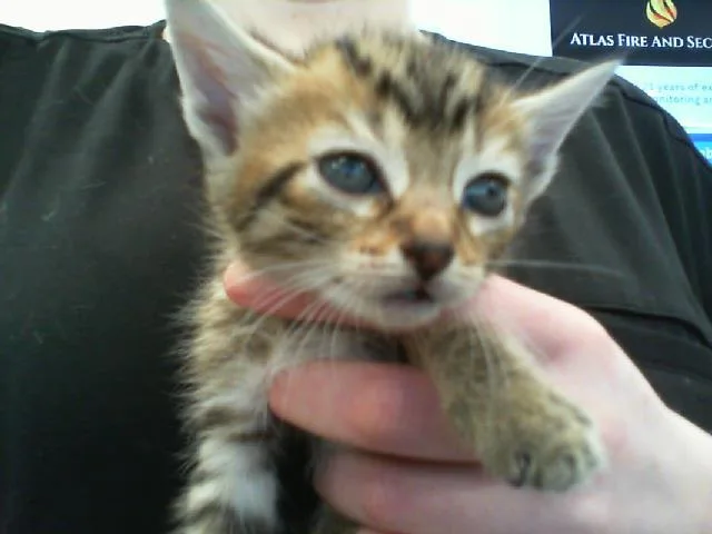 A baby small-sized female Domestic Short Hair cat named Sparkplug for adoption in Charlotte, NC
