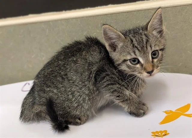 A baby small-sized male Domestic Short Hair cat named Cletus for adoption in Moreno Valley, CA