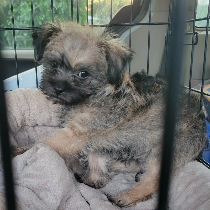 A baby small-sized male Miniature Schnauzer dog named Rowdy for adoption in Tucson, AZ