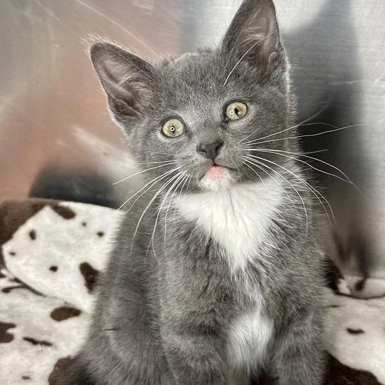 A baby small-sized male Gray / Blue / Silver Domestic Short Hair cat named Preston for adoption in Matteson, IL