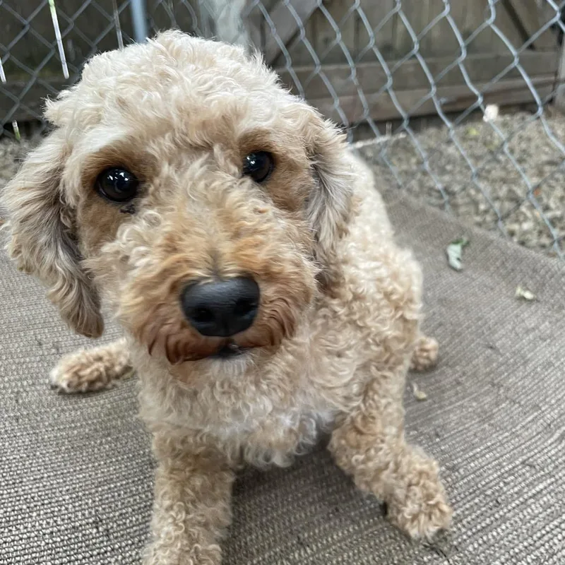 An adult small-sized female Red / Chestnut / Orange Miniature Poodle dog named Trixie for adoption in Madison, WI