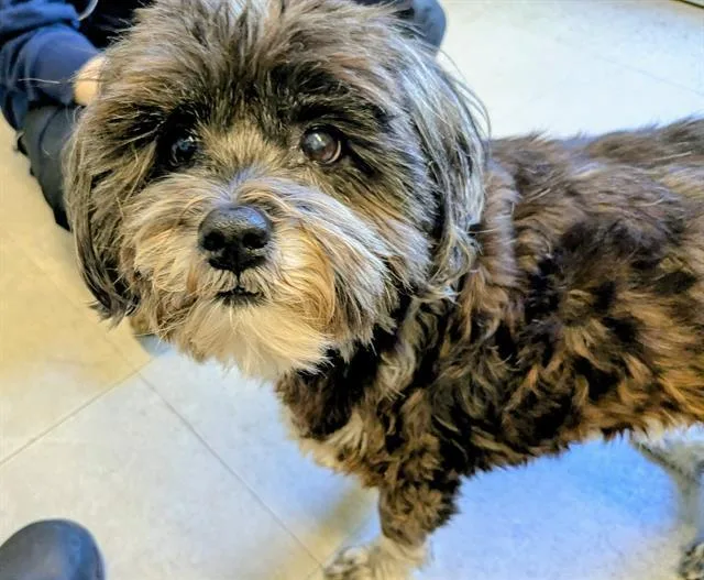 An adult medium-sized female Shih Tzu dog named Blair for adoption in Kent, WA