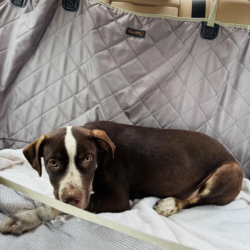 A baby medium-sized male Brown / Chocolate Mixed Breed dog named Moose for adoption in Brownsboro, AL