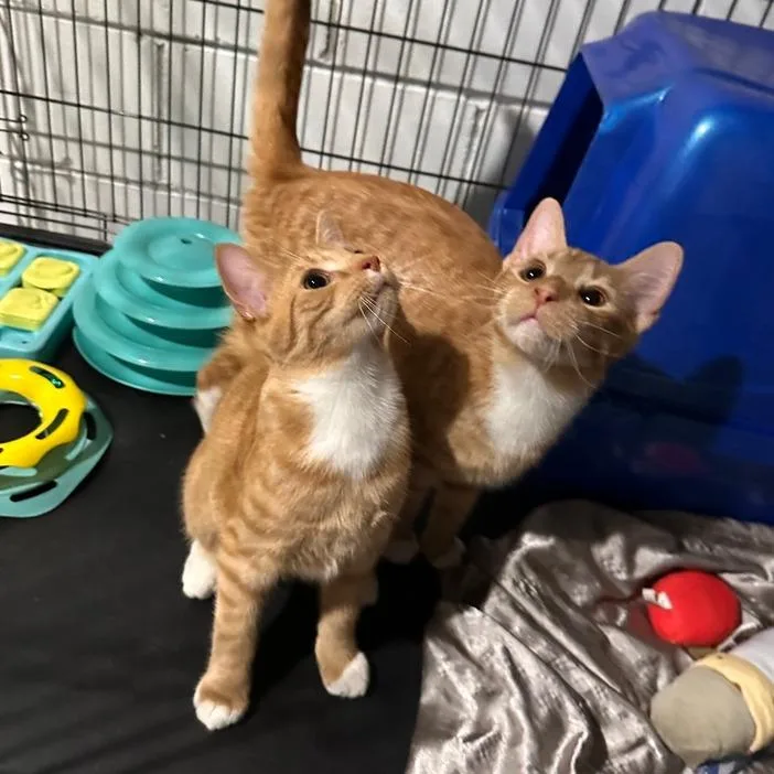 A young small-sized male Domestic Short Hair cat named Bert for adoption in Greensburg, PA
