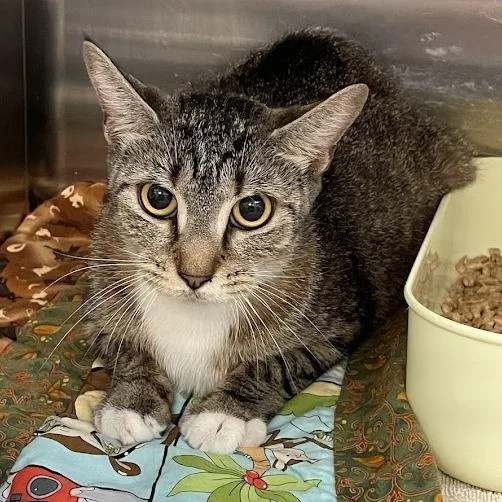 An adult medium-sized female Brown / Chocolate Domestic Short Hair cat named Amelia for adoption in Port Charlotte, FL