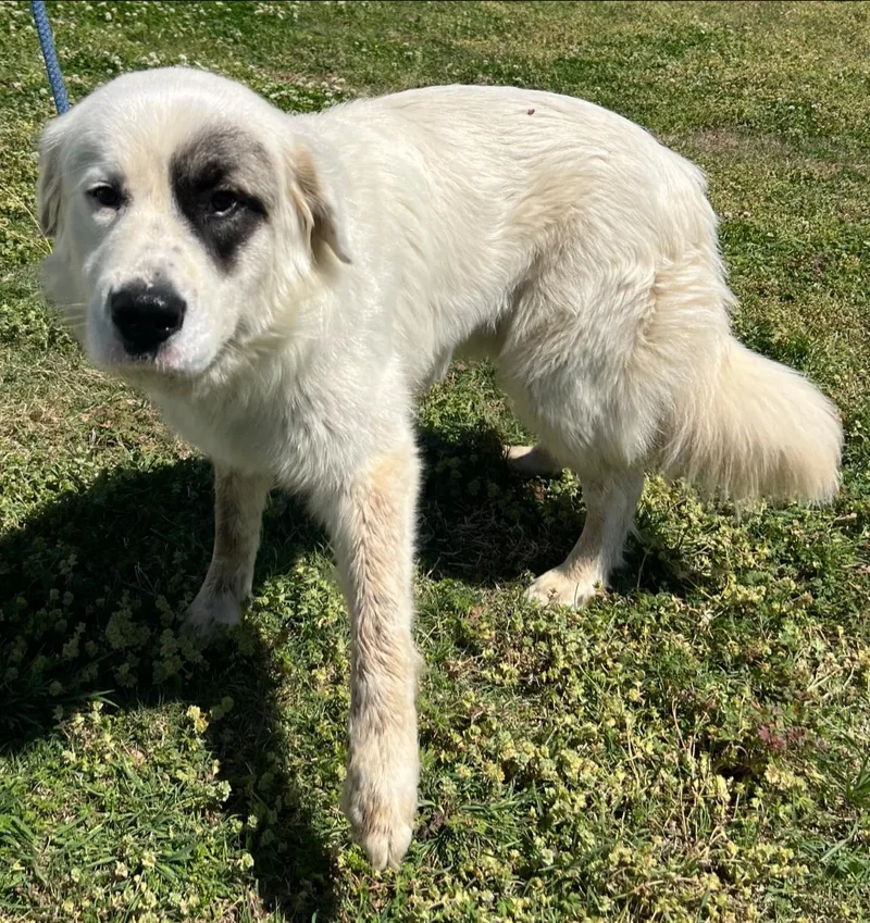 An adult large-sized male Great Pyrenees dog named Gulliver for adoption in Pryor, OK