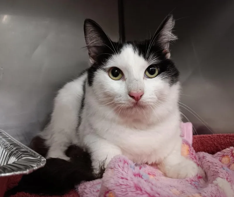 A young medium-sized male Domestic Short Hair cat named Tensoon for adoption in New Braunfels, TX