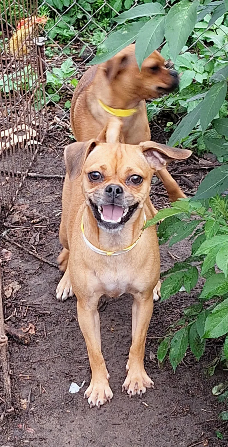 An adult small-sized female Brown / Chocolate Pug dog named Temika BRT for adoption in Missouri City, TX