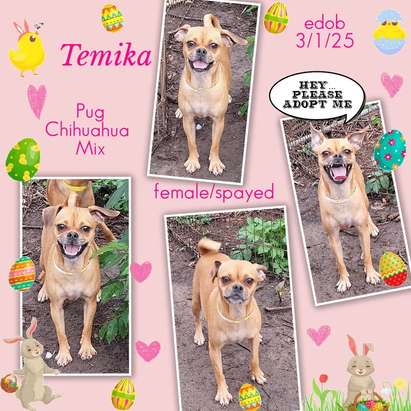 Temika BRT thumbnail 3