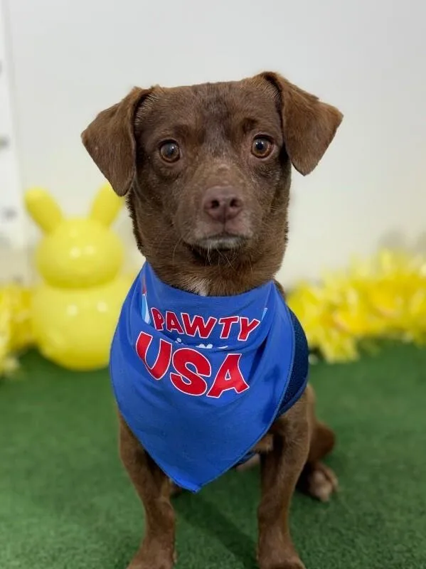 A young small-sized male Brown / Chocolate Chihuahua dog named Marcus for adoption in Carlsbad, CA